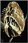Common Fangtooth - Anoplogaster cornuta - Deepsea-Fangtooth J01-face closeup (귀신고기/심해어)