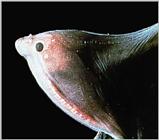 Gulper Eel - Deepsea-Gulper eel J01-upper jaw closeup.jpg [1/1]