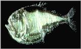 Marine Hatchetfish - Deepsea-Hatchetfish J01-closeup.jpg