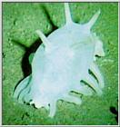 Deep Sea Cucumber - Deepsea-Sea Cucumber J01-closeup.jpg [1/1]
