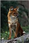Fox?? -- dhole (Cuon alpinus)