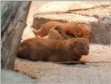 Frankfurt Zoo again - Dwarf mongoose family life - last week's pics are on my web page