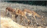(P:\Africa\Antelope) Dn-a0000.jpg (female Impalas)