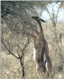 (P:\Africa\Antelope) Dn-a0001.jpg (1/1) (90 K)