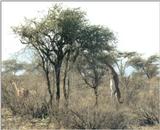 (P:\Africa\Antelope) Dn-a0003.jpg (1/1) (134 K)
