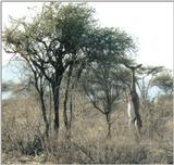 (P:\Africa\Antelope) Dn-a0004.jpg (1/1) (112 K)