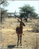 (P:\Africa\Antelope) Dn-a0006.jpg (1/1) (81 K)
