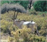 (P:\Africa\Antelope) Dn-a0007.jpg (1/1) (97 K)
