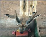 (P:\Africa\Antelope) Dn-a0008.jpg (1/1) (87 K)