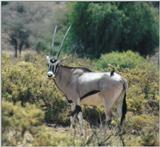 (P:\Africa\Antelope) Dn-a0010.jpg (1/1) (105 K)