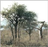 (P:\Africa\Antelope) Dn-a0011.jpg (1/1) (115 K)