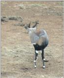 (P:\Africa\Antelope) Dn-a0012.jpg (Sitatunga?)