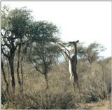 (P:\Africa\Antelope) Dn-a0013.jpg (1/1) (86 K)