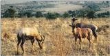 (P:\Africa\Antelope) Dn-a0016.jpg (Topis)