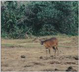 (P:\Africa\Antelope) Dn-a0019.jpg (1/1) (59 K)