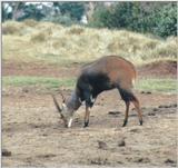 (P:\Africa\Antelope) Dn-a0021.jpg (1/1) (74 K)