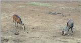 (P:\Africa\Antelope) Dn-a0023.jpg (1/1) (78 K)