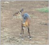 (P:\Africa\Antelope) Dn-a0024.jpg (1/1) (28 K)