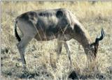 (P:\Africa\Antelope) Dn-a0026.jpg (Topi)
