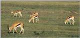 (P:\Africa\Antelope) Dn-a0029.jpg (Thomson's Gazelles)