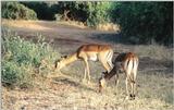 (P:\Africa\Antelope) Dn-a0030.jpg (Impalas)