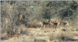 (P:\Africa\Antelope) Dn-a0035.jpg (1/1) (145 K)