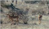 (P:\Africa\Antelope) Dn-a0036.jpg (Grant's Gazelles)