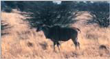 (P:\Africa\Antelope) Dn-a0038.jpg (1/1) (67 K)