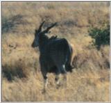 (P:\Africa\Antelope) Dn-a0039.jpg (1/1) (22 K)