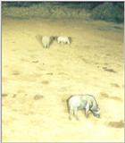 (P:\Africa\Ark) Dn-a0046.jpg  - White Rhinoceros (Ceratotherium simum)