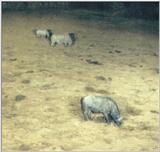 (P:\Africa\Ark) Dn-a0047.jpg  - White Rhinoceros (Ceratotherium simum)