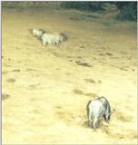(P:\Africa\Ark) Dn-a0048.jpg  - White Rhinoceros (Ceratotherium simum)
