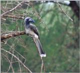 (P:\Africa\Bird) Dn-a0099.jpg - Silvery-cheeked Hornbill??