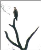 (P:\Africa\Bird) Dn-a0107.jpg (African Hawk)