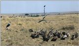 (P:\Africa\Bird) Dn-a0111.jpg (Marabou Stork and African White-backed Vultures)