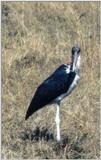 (P:\Africa\Bird) Dn-a0115.jpg (Marabou Stork)