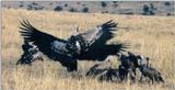 (P:\Africa\Bird) Dn-a0118.jpg (African White-backed Vultures)