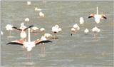 (P:\Africa\Bird) Dn-a0127.jpg (Flamingo flock)