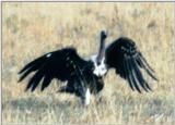 (P:\Africa\Bird) Dn-a0129.jpg (African White-backed Vulture)