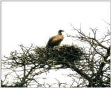 (P:\Africa\Bird) Dn-a0130.jpg (African White-backed Vulture)