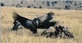 (P:\Africa\Bird) Dn-a0133.jpg (African White-backed Vultures)
