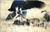 (P:\Africa\Bird) Dn-a0135.jpg (Lappet-faced Vulture, Torgos tracheliotos)