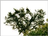 (P:\Africa\Bird) Dn-a0136.jpg (African White-backed Vulture)