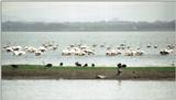 (P:\Africa\Bird) Dn-a0139.jpg (Flamingo flock)