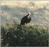 (P:\Africa\Bird) Dn-a0140.jpg (Lappet-faced Vulture)