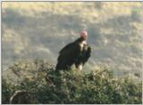 (P:\Africa\Bird) Dn-a0142.jpg (African White-backed Vulture)