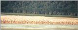 (P:\Africa\Bird) Dn-a0155.jpg (Flamingo flock)