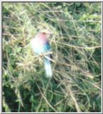 (P:\Africa\Bird) Dn-a0168.jpg (Lilac-breasted Roller)