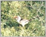 (P:\Africa\Bird) Dn-a0170.jpg - Southern Yellow-billed Hornbill