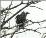 (P:\Africa\Bird) Dn-a0178.jpg (African White-backed Vulture)